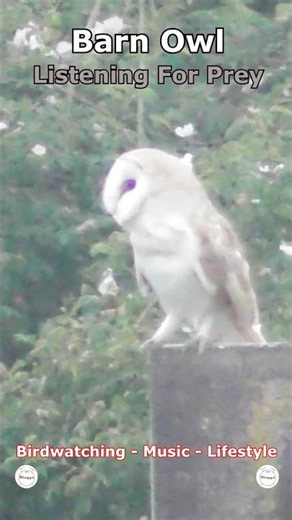 Barn Owl - Listening For Prey | Cleethorpes Country Park, UK Wildlife #shorts #birds #wildlife