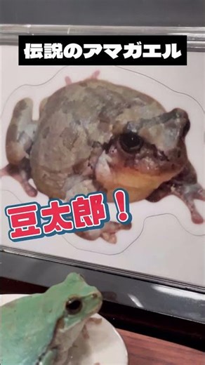 Hara Peko shares his New Year's resolutions with the god of tree frogs in a video that has been v...