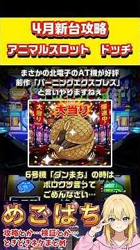 【パチスロ攻略】やるじゃない北電子！意外と良台のドッチ攻略！！【スマスロ アニマルスロット ドッチ】 #パチスロ #パチンコ #スロット