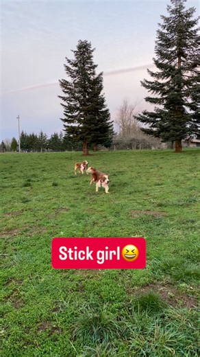 Caru Welsh Springer Spaniels. on Instagram: "Nia learns everything from Wyatt. #welshspringerspaniels #welsh #caruwelshspringerspaniel #welshiesofinstagram #welshspringer"