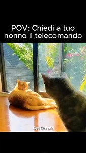 Non sapete quante puntate di dora l’esploratrice mi sono perso 😂 #meme #nonni #gatti #doppiaggio #divertente | quello_che_doppia
