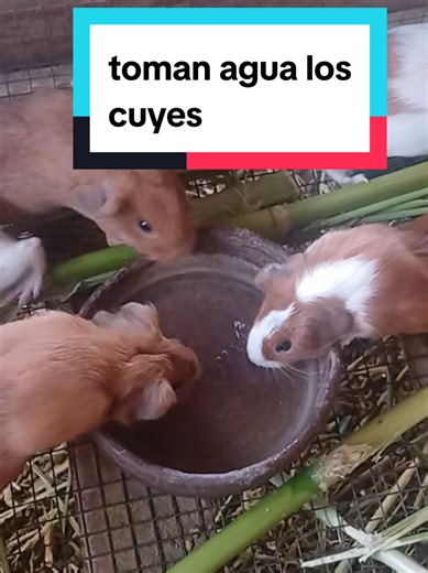 Importancia del agua en la alimentación de los cuyes