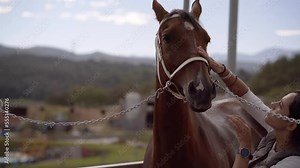 Pretty female horse keeper taking care of her horse and cleaning the face and eyes of the animal, putting special cream products to keep its skin and hair silky and shiny