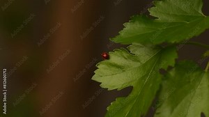 A ladybug sits on a green tree leaf, then spreads its wings and takes flight, gracefully soaring away into the sky.