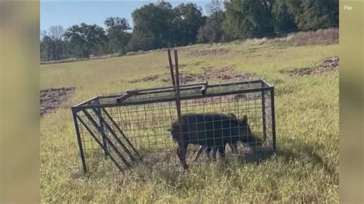 Kyle city officials ramp up efforts to trap destructive feral hogs