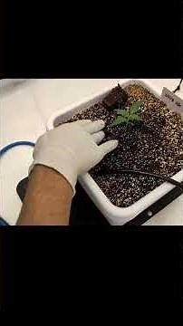 When to Transplant Autoflower Seedlings (Day 7–10 Tip)