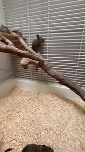 🐹 7 octodons à l’adoption, 3 femelles et 4 mâles 🐹 | Etoile de Bonté ASBL - Société Protectrice des Animaux - Quaregnon / Mons