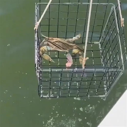 Chris Papst | Part I: Maryland Late-Season Blue Crabbing with Collapsible Pots SUBSCRIBE: Hidden Limits Outdoors... | Instagram