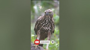 changeable hawk-eagle or crested hawk-eagle shorts