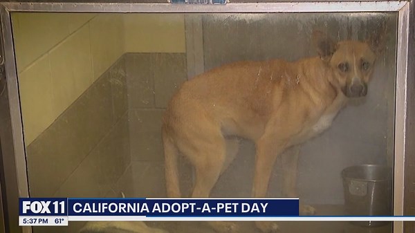 Free pet adoption event this weekend