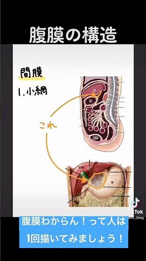 腹膜の構造を分かりやすく解説！【解剖生理】