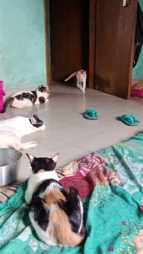 ডাক দিলেই চলে আসে #shorts #shortvideo #cat #catlover #viral #viralvideo #youtubeshorts #youtube #pet