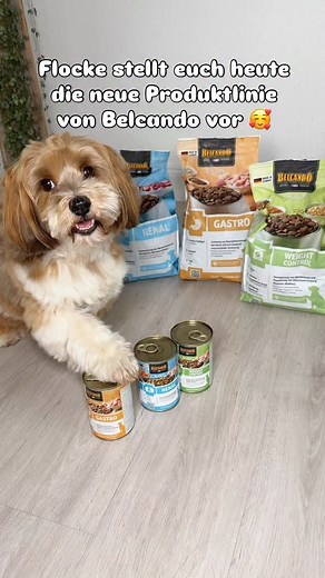1.2K views · 18 reactions | Werbung / Anzeige  Gastro ➡️ Zur Linderung von Resorptionsstörungen des Darms und zum Ausgleich unzureichender Verdauung.  Renal ➡️ Zur Unterstützung der Nierenfunktion bei chronischer Niereninsuffizienz. ⚖️ Weight Control ➡️ Zur Verringerung von Übergewicht und zur Regulierung der Glucoseversorgung (Diabetes Mellitus). #hundeliebe#cute#belcando#neue Produktlinie#doglife#havaneser#belcandofriends#chocoflocke | Choco Flocke | Facebook