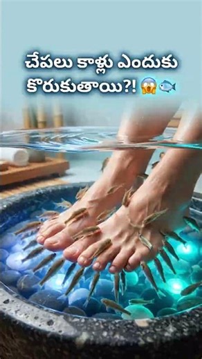 Fish Pedicures Explained 🤔🐟 #facts #youtubeshorts #viralfacts
