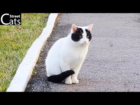 Street Cats Documentary 🐈 | 30 Minutes of Stray Cats on the Streets