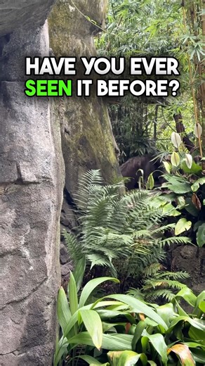 😲 Most Guests Miss This Animal in Disney’s Animal Kingdom! #disneyshorts
