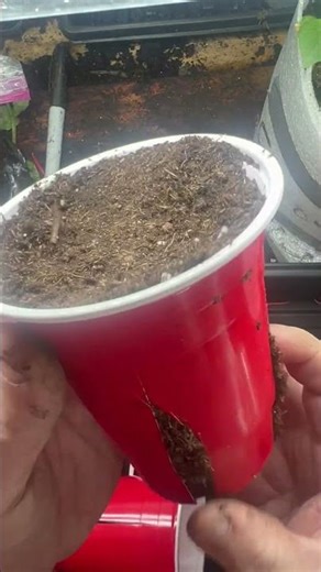 DIY Solo Cup Root Trainer
