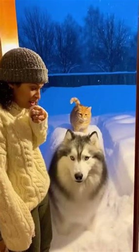 Snow dog ¨shorts #pets #funny #humor