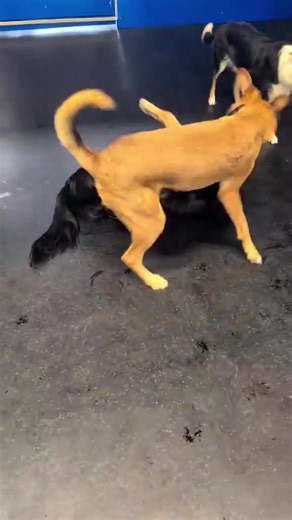 Kya and Bambi!! 💚🩵🐶 #yeg #yegdogs #dogsofyeg #doggydaycare #dogdaycare