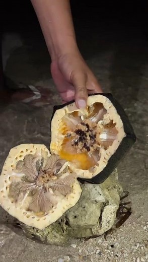 Cutting Open a Sand Dollar: What's Inside? 🤯