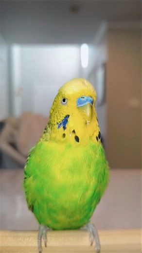Slap Slap #birdy #funny #shortvideo #memes