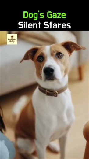Why Does My Dog Stare at Me? dog behavior, dog stare, understanding dogs, pet parent, calm explainer