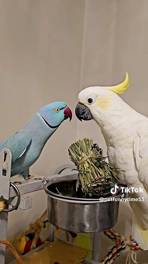 Funny Parrots Imitating Sounds and Talking