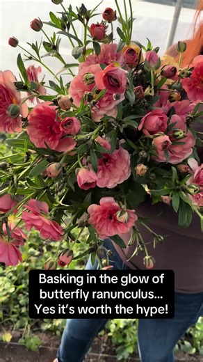 Butterfly Ranunculus: Transforming Winter Flower Farming