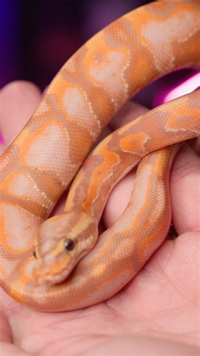 Consequences of Visual Miss-IDs in Ball Python Breeding #ballpython #snake #reptiles