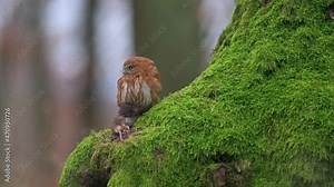 A cute ferruginous pygmy owl (Glaucidium brasilianum) standing on a stump with moss with its prey. The smallest owl in the world.