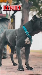 Cane Corso Diet & Exercise Results | Powerful Structure Transformation #canecorso #canecorsopuppy