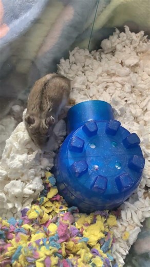 “Squeaks” the Chinese dwarf hamster squeaking while waiting for her cage to be cleaned.