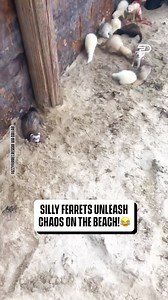 Ferret frenzy on the beach! | Pubity