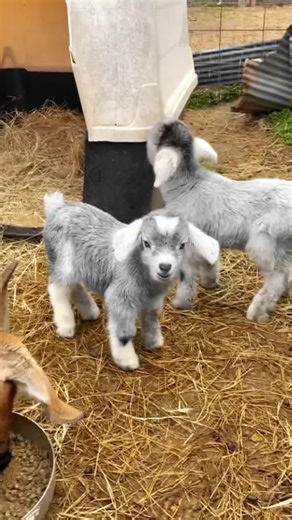 Cute Goats Compilation - Funny and Adorable Baby Goat Videos
