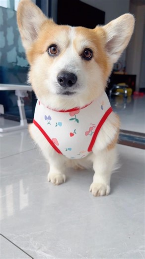 Getting dressed so smoothly and even doing that little smirk… too cute!#corgi #dog #mypet #cute
