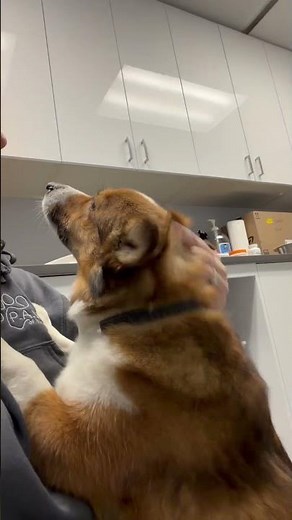 Meet Rio a Welsh Corgi, Cardigan currently available for adoption! 1/31/2026 3:36:50 PM