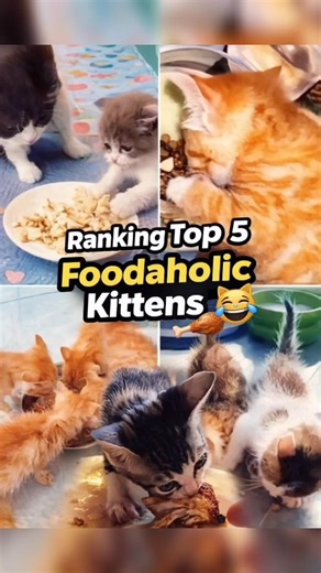 Top 5 Foodaholic Kittens 😹🍗 | When Cats Take Food TOO Seriously
