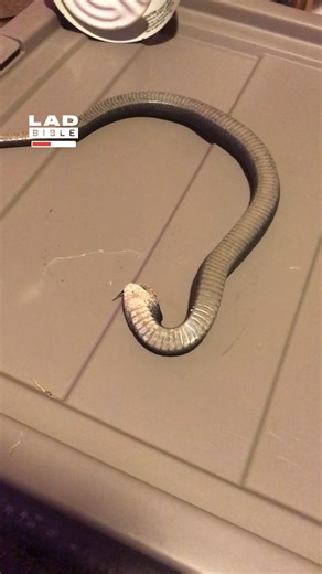 11M views · 137K reactions | I never knew you could teach snakes tricks  | LADbible | Facebook