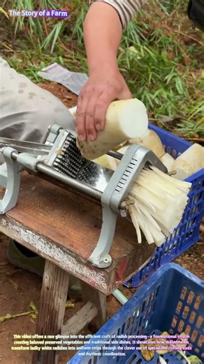 Precision in Every Slice: Watch a Master Transform Radishes into Perfect Strips! 🥕✨