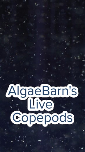 Apocalypse Pods -hardy, fast-reproducing copepods packed with protein and astaxanthin, great for finicky fish, coral nutrition, and natural color enhancement. 戀 | AlgaeBarn.com | Facebook