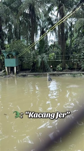 Crocodile Jumps High with Explosive Power