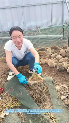 Hedgehog Farm Rescue: Digging Up Cute Little Hedgehogs Hiding in Dirt!