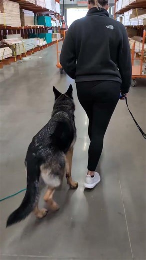 Maverick rocking his off-leash heeling at a local HD In Brunswick Ohio.