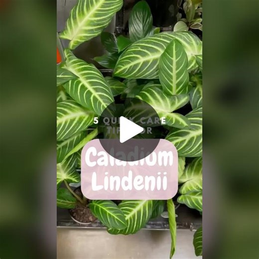 5 Quick Care Tips for Caladium Lindenii