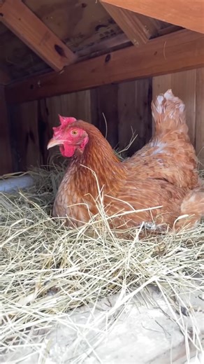 Cute backyards arrival on nesting box!🧐🥳 #backyardssession #naturalfarms09 #cuteanimals #farmlifeisthebestlife #viralfypシ #foryouapge | Backyards chicken