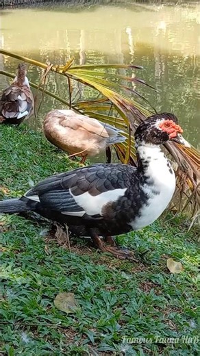 Full 33-min duck relaxation on my YouTube! 🦆🎥