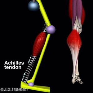 Rope Jump | Anatomical Analysis Jumping rope can increase the elasticity and resiliency of lower-leg muscles, leading to a reduced risk of lower-leg injuries. Jumping rope regularly strengthens the calf muscles and improves the elasticity of the surrounding tendons and fascia. The gastrocnemius fibers contract almost isometrically while the fascial collagenous elements lengthen and shorten like an elastic yo-yo spring (especially the Achilles tendon). When stretched like a spring, tendons store 