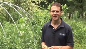 How to Grow delicious fava beans