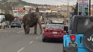 1.7K views · 23 reactions | "Where he going?" Video shows an escaped circus elephant walking through the streets of Butte, Montana. https://tinyurl.com/yc7zwp88 | USA TODAY Video | Facebook