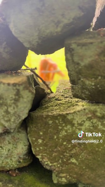 Mysterious Orang Pendeck Sighting in Polynesia